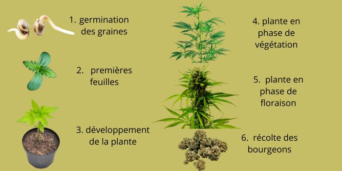 germination des graines de cannabis
